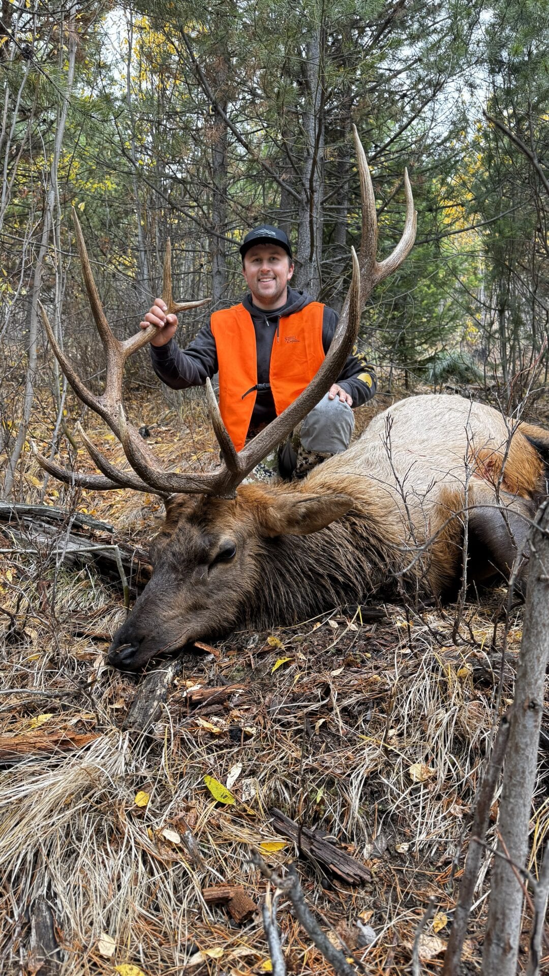 A hunter in an orange vest poses with a harvested elk in a forest.