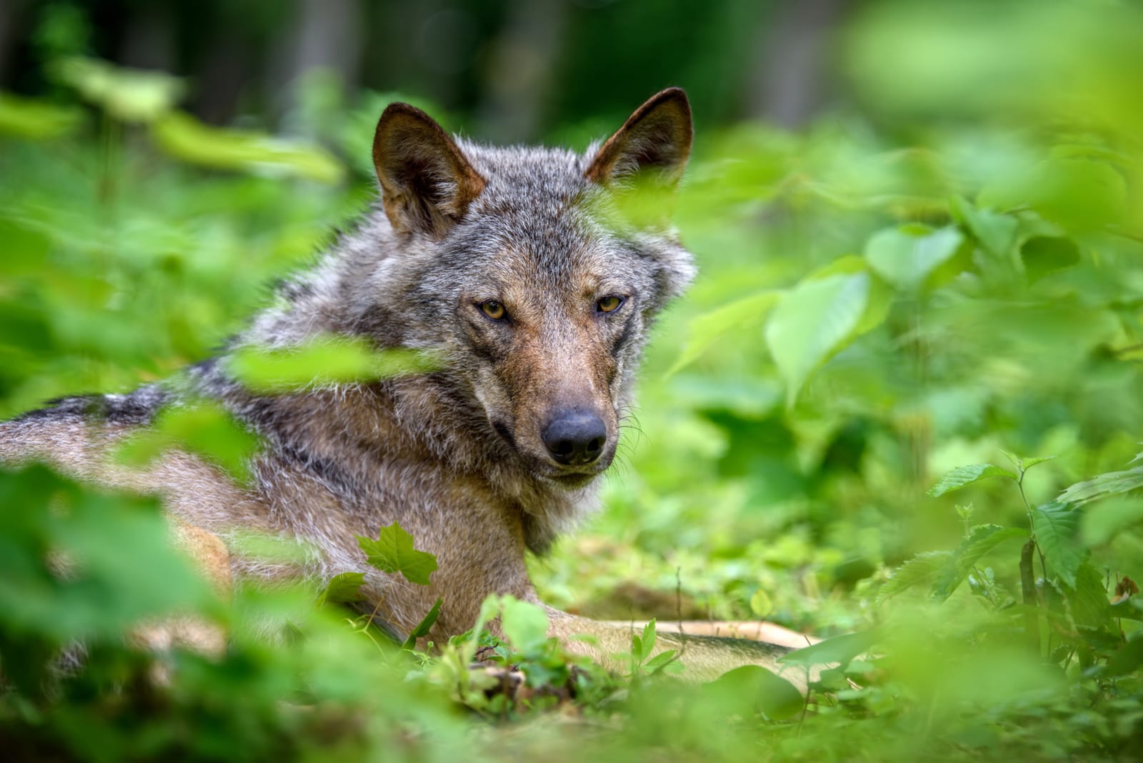 A gray wolf lies in a lush green forest.