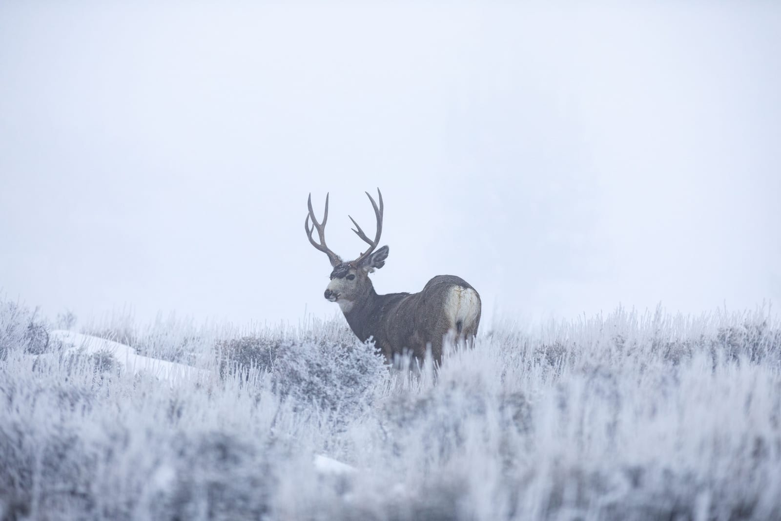 A mule deer stands in a snowy, frosted field.