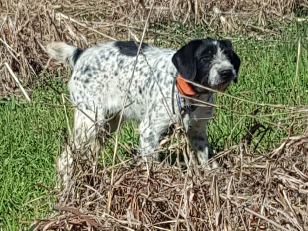 A black and white spotted dog with an orange collar stands in a field of green grass and dry brush.