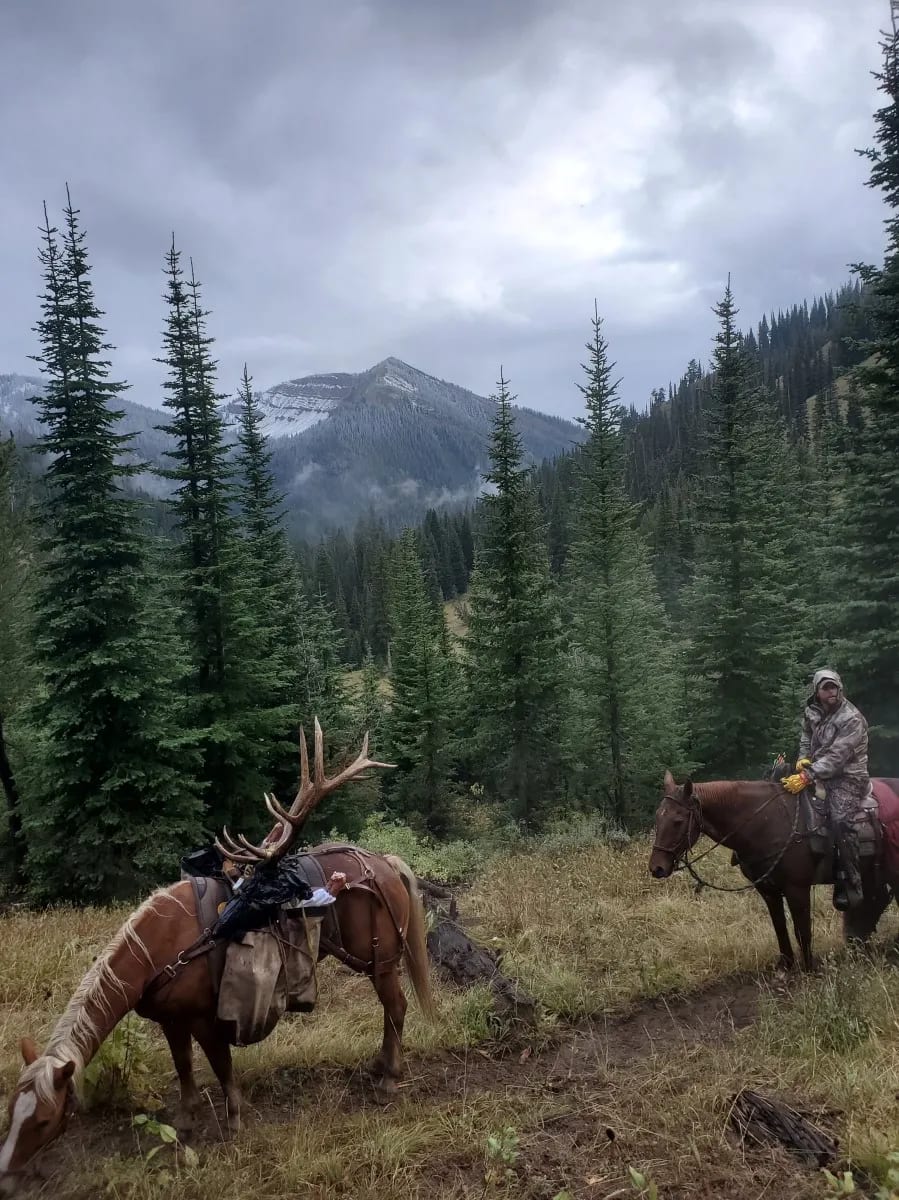 A hunter on horseback with a harvested elk packed on another horse in a mountainous, forested landscape.