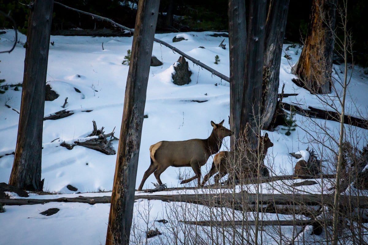 Winter Updates: Big Game Applications, Bow Seasons and Wolf News