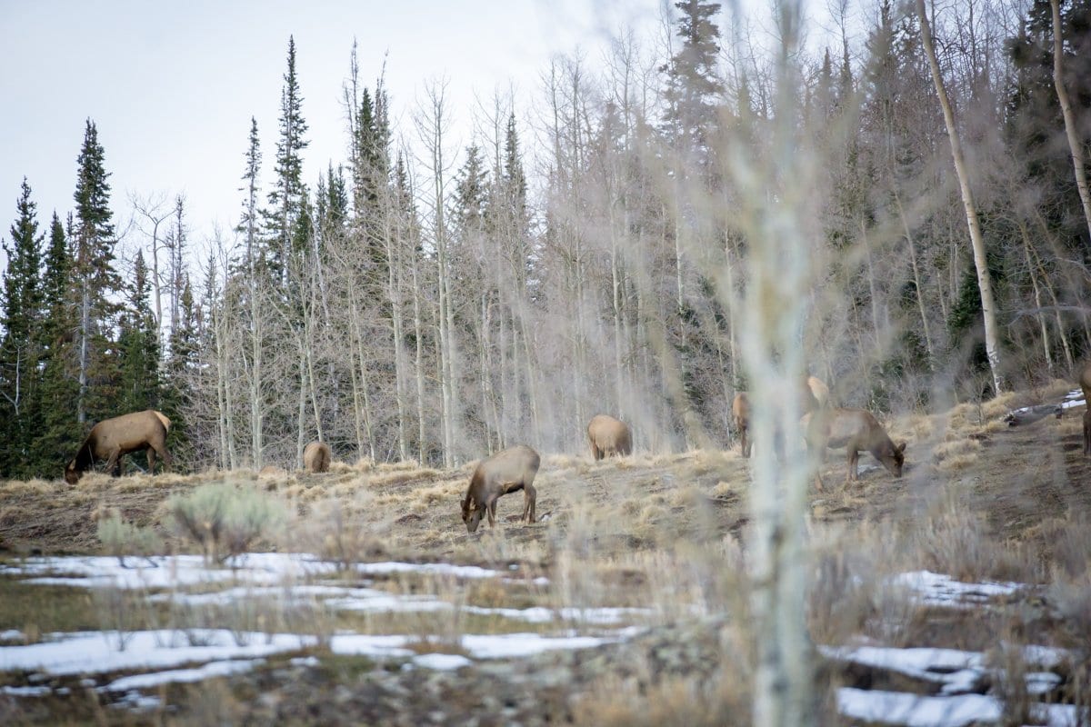 The Latest News from Colorado and Dark Timber Lodge