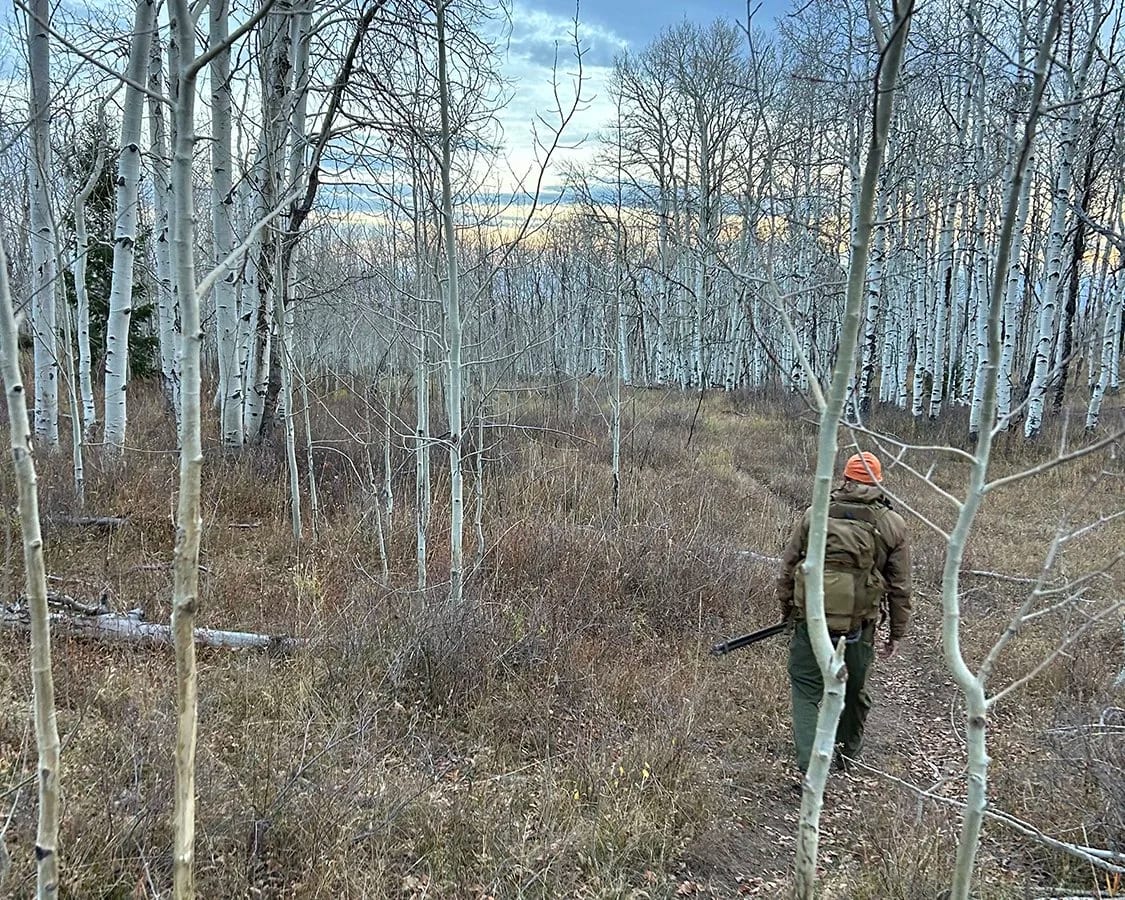 Colorado Big Game Application Season: 2025 Updates