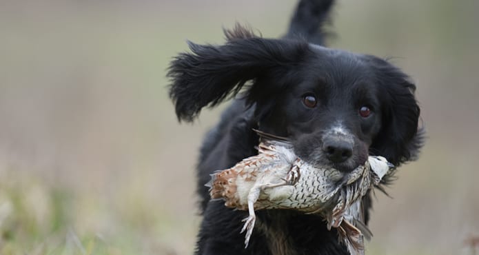 A black dog carries a harvested northern bobwhite quail in its mouth.