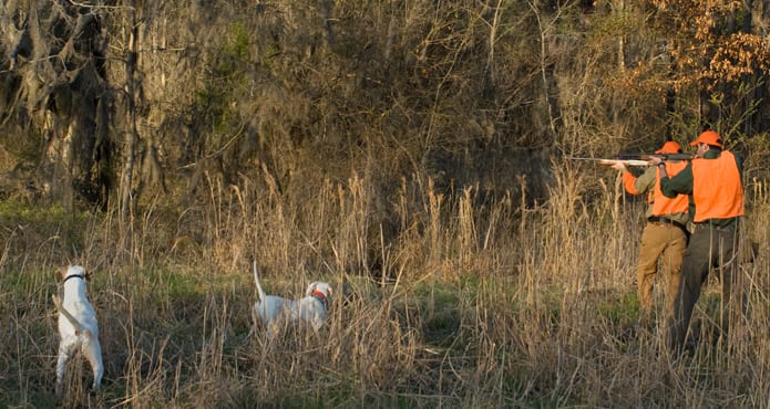 Two hunters with shotguns and two hunting dogs in a field of tall grass.