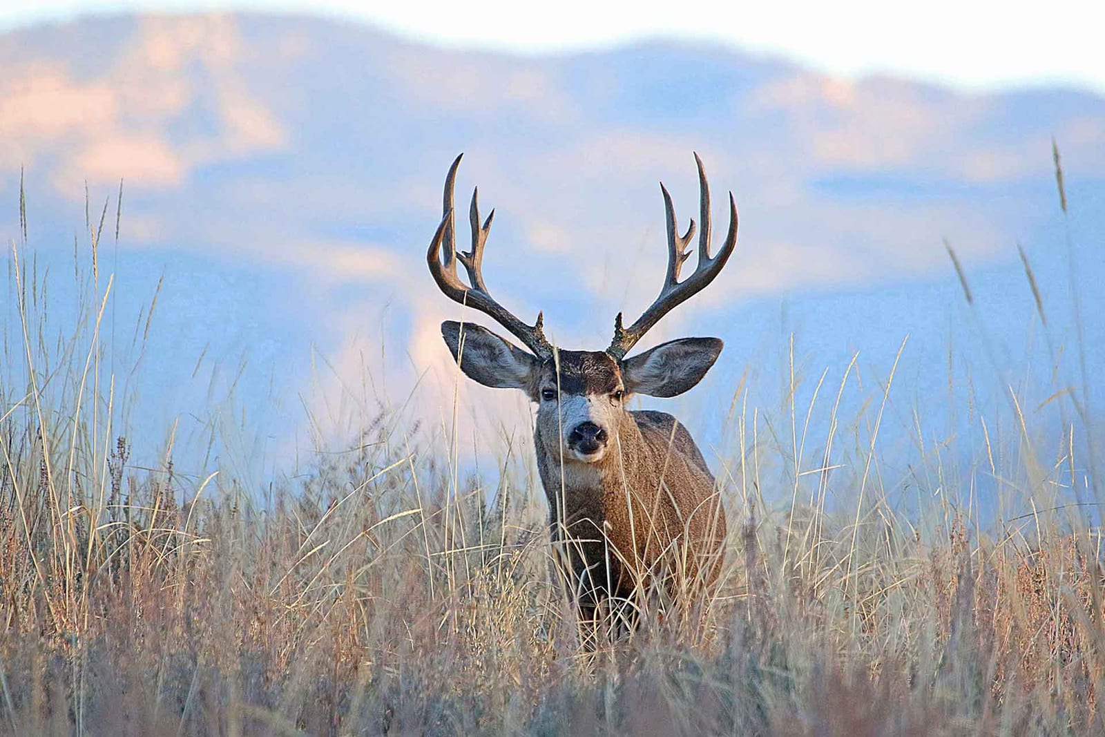 Elk Hunting in Idaho