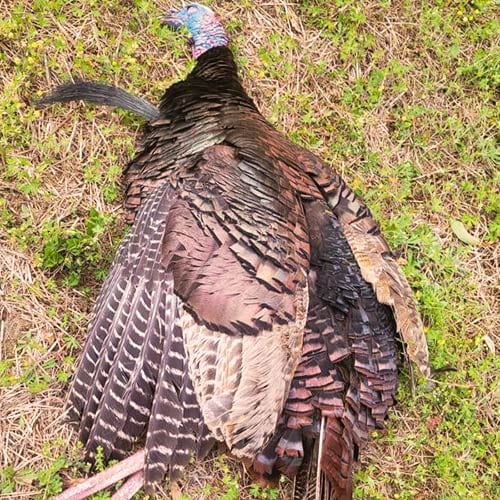Turkey 4