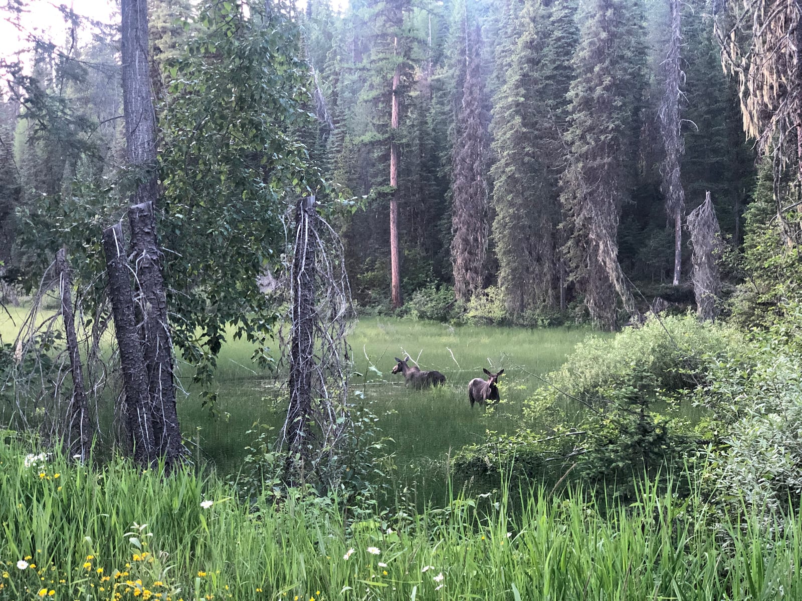 Two moose stand in a grassy clearing surrounded by trees.