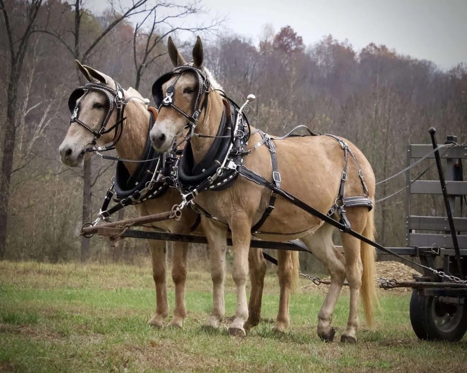 mules.webp