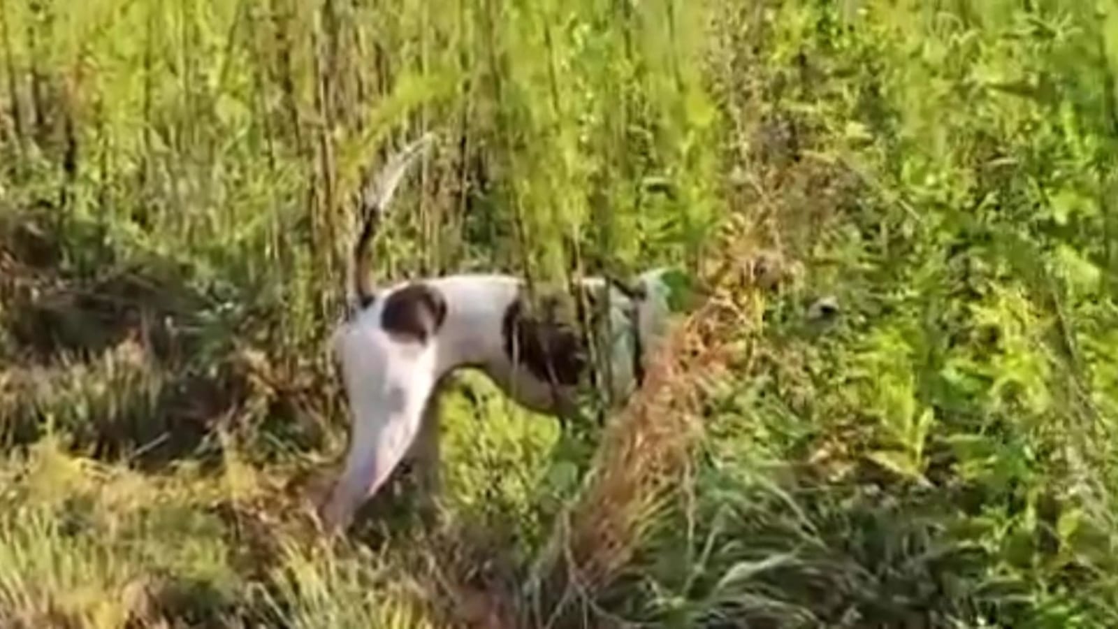 A white and brown hunting dog stands in tall green grass.