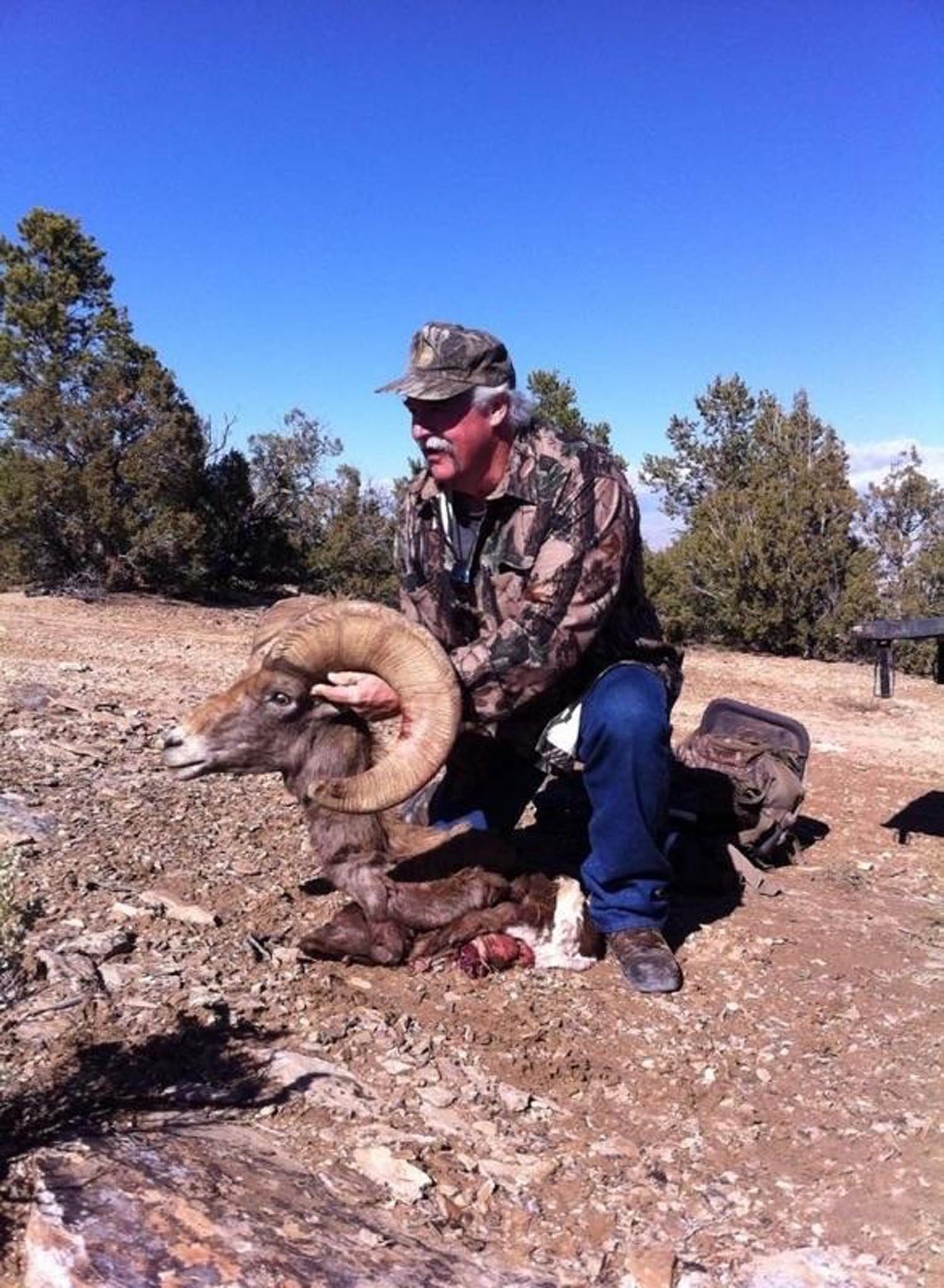 dominguez-bighorn-sheep (12)