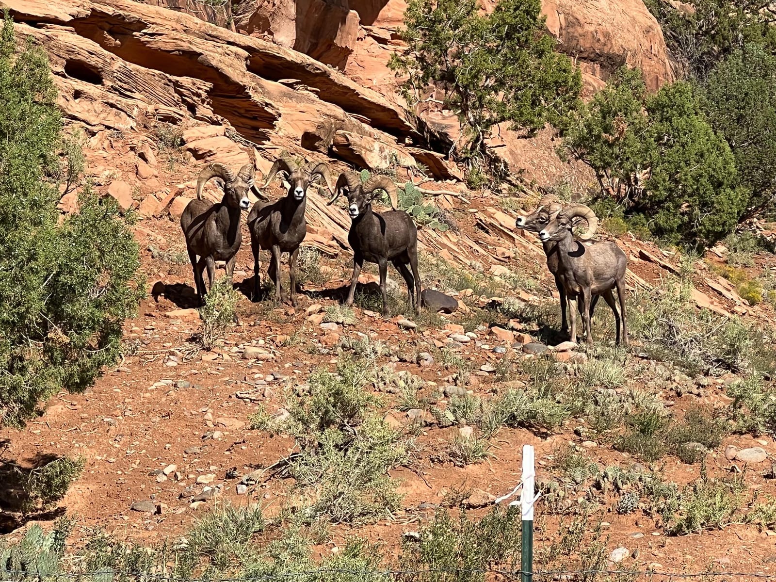 dominguez-bighorn-sheep (3)