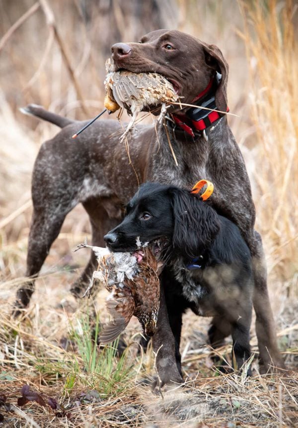 Two hunting dogs, a German Shorthaired Pointer and a black retriever, each hold a harvested Northern Bobwhite Quail in their mouths.