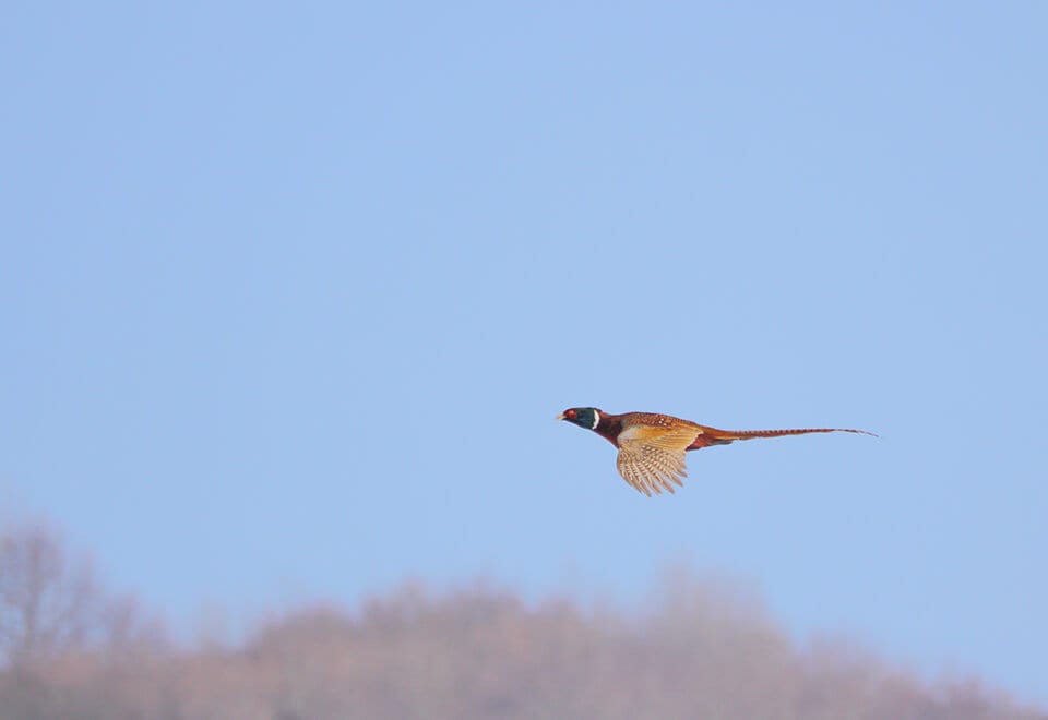 Pheasant In Flight