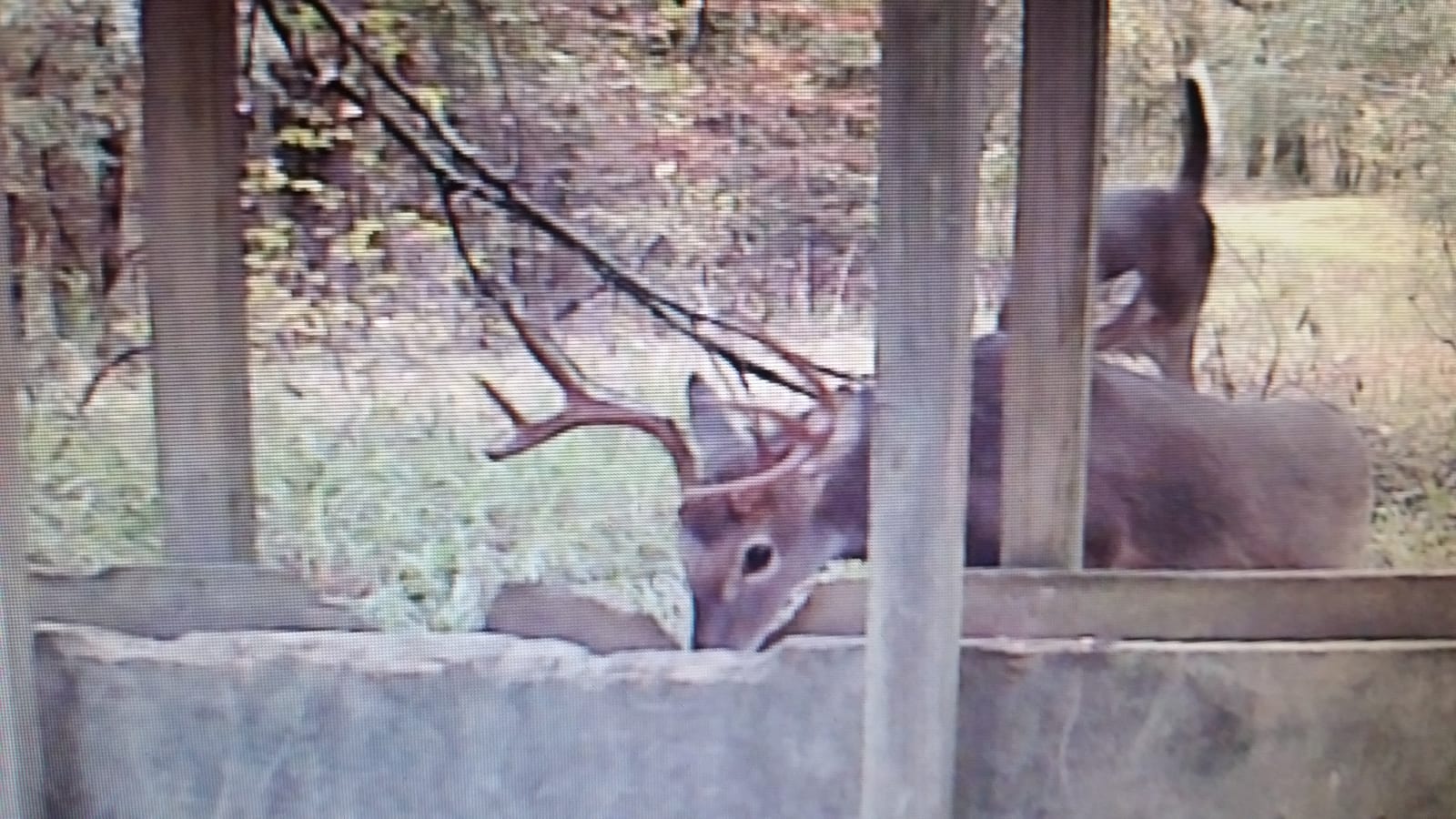 Two whitetail deer, one a buck, are at a feeder in a wooded area.