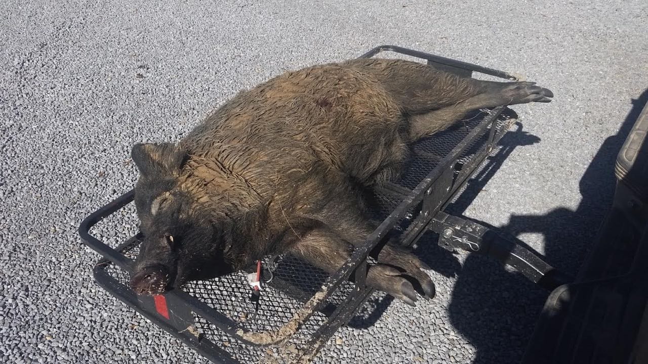A harvested wild boar lies on a carrier on a gravel surface.