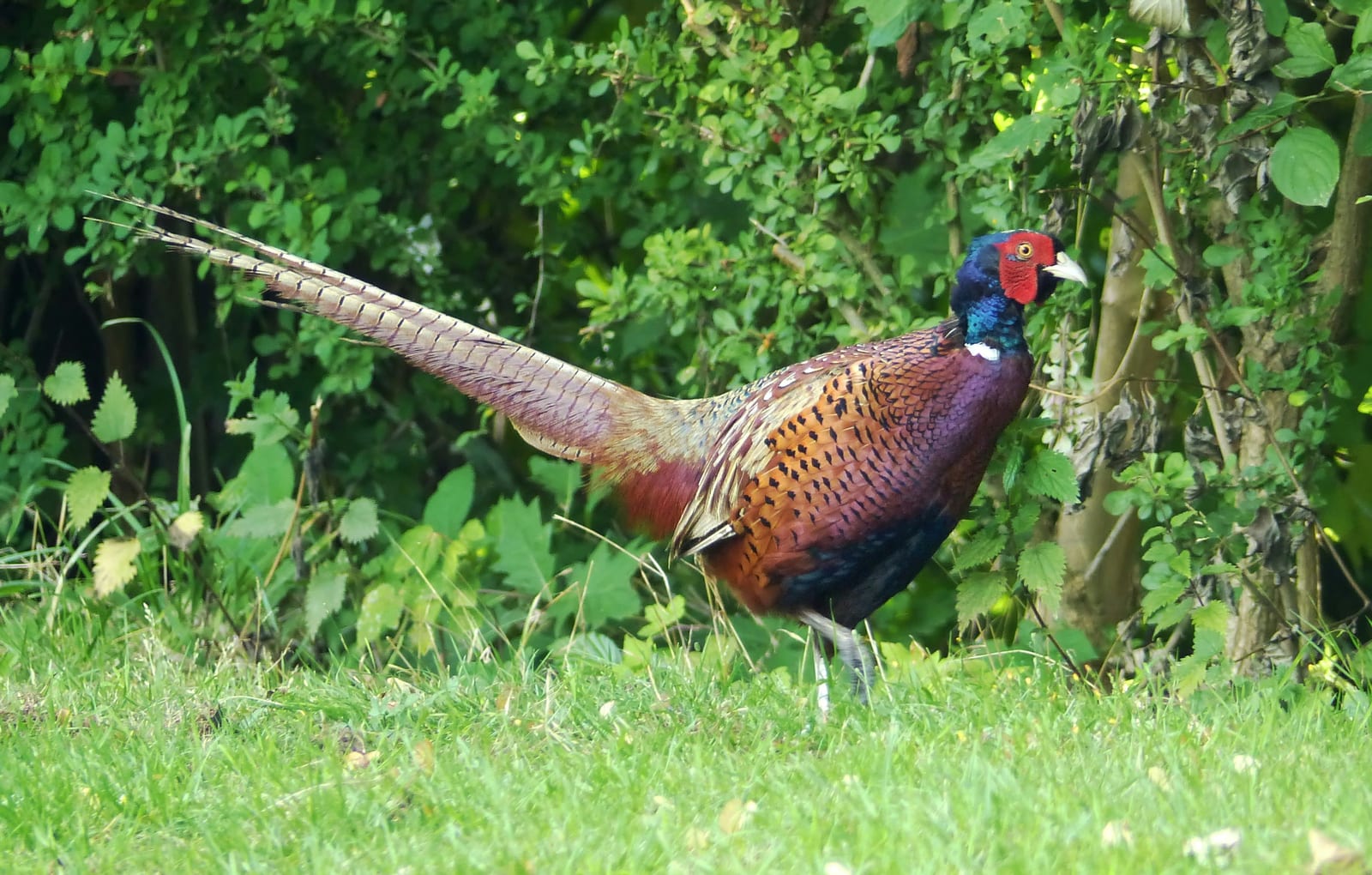 Pheasant on the ground