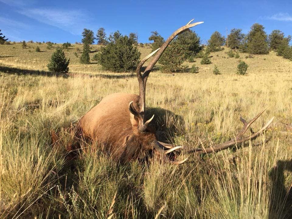 A harvested elk lies in a grassy field under a blue sky.