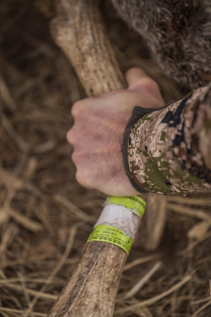 Elk antler with tag