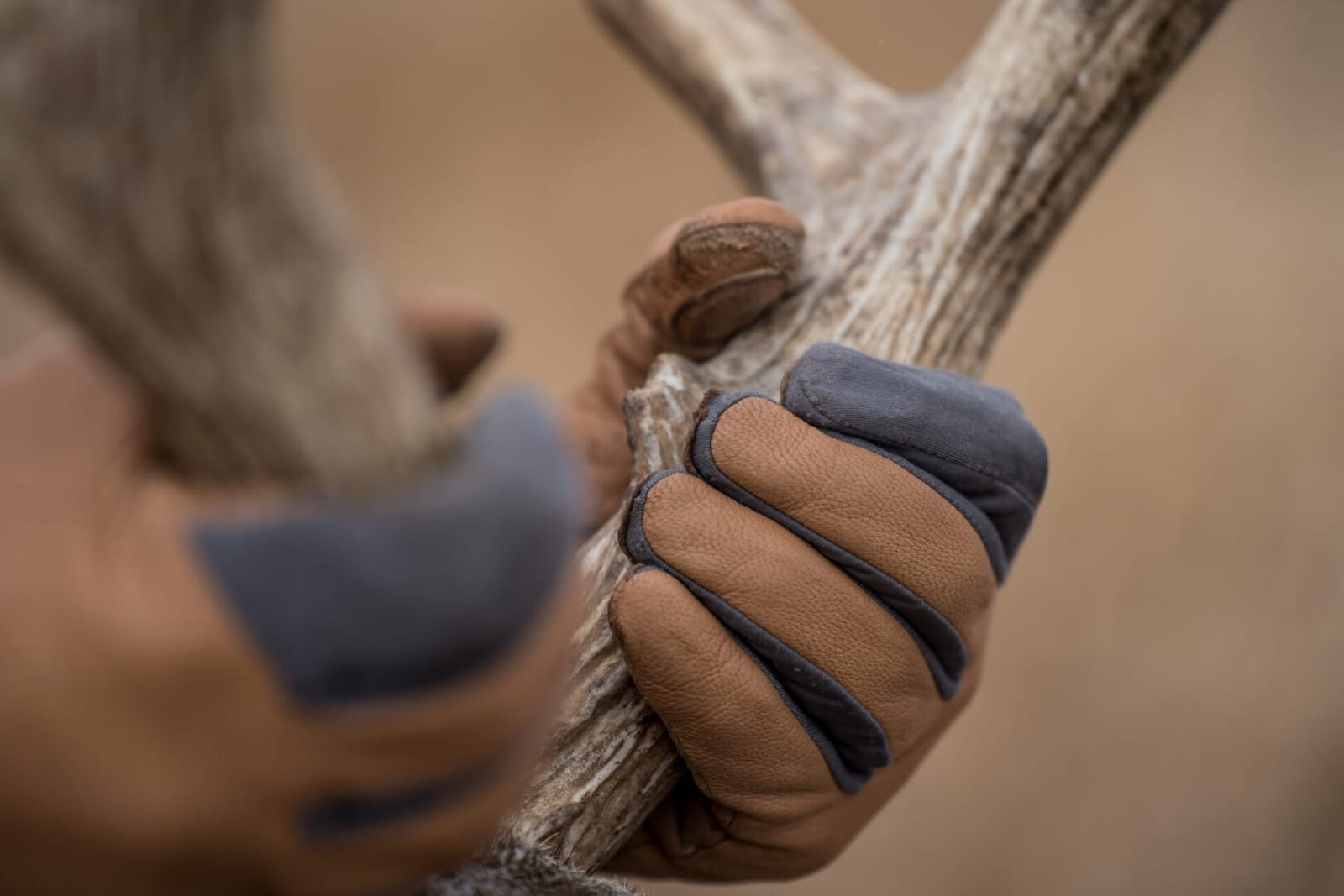 A person wearing gloves holds a mule deer antler.