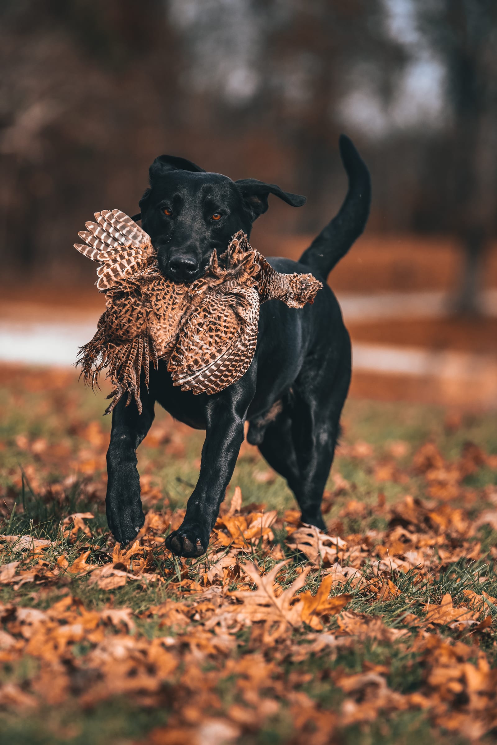 A black dog retrieves a ring-necked pheasant in a field of autumn leaves.