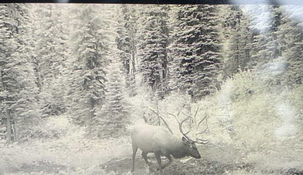 An elk with large antlers walks through a forest.