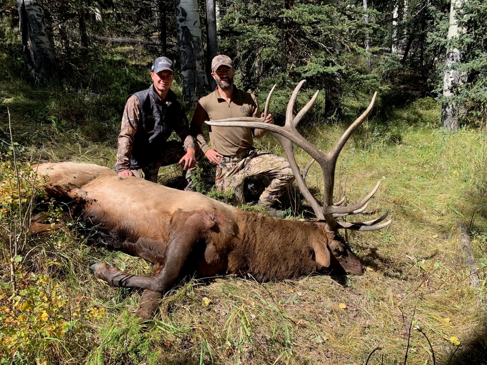 Two hunters kneeling beside a large, dead elk with impressive antlers in a forested area.