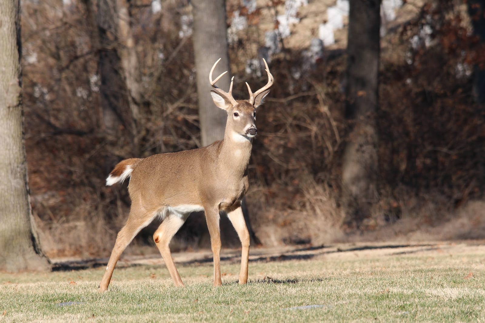 A whitetail deer buck stands in a grassy field with trees in the background.