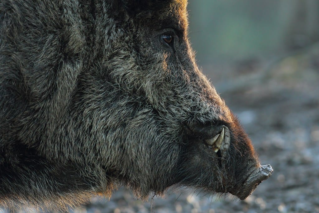 A close-up profile of a wild boar's head, showing its tusks and coarse fur.