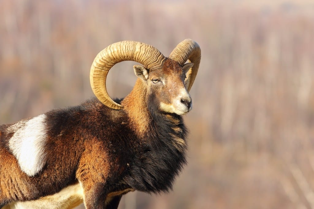 A mouflon ram with large curved horns stands in a natural setting.