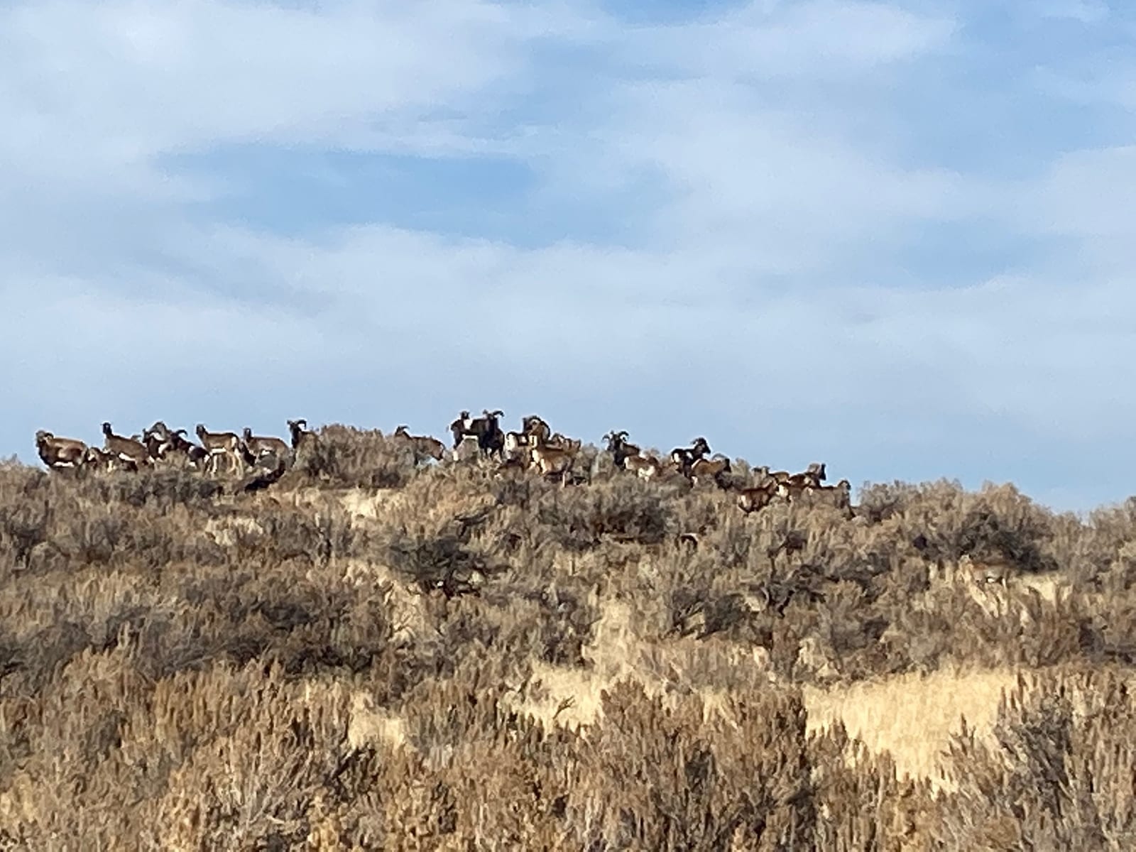 A herd of mouflon rams stands on a brush-covered hill under a blue sky.