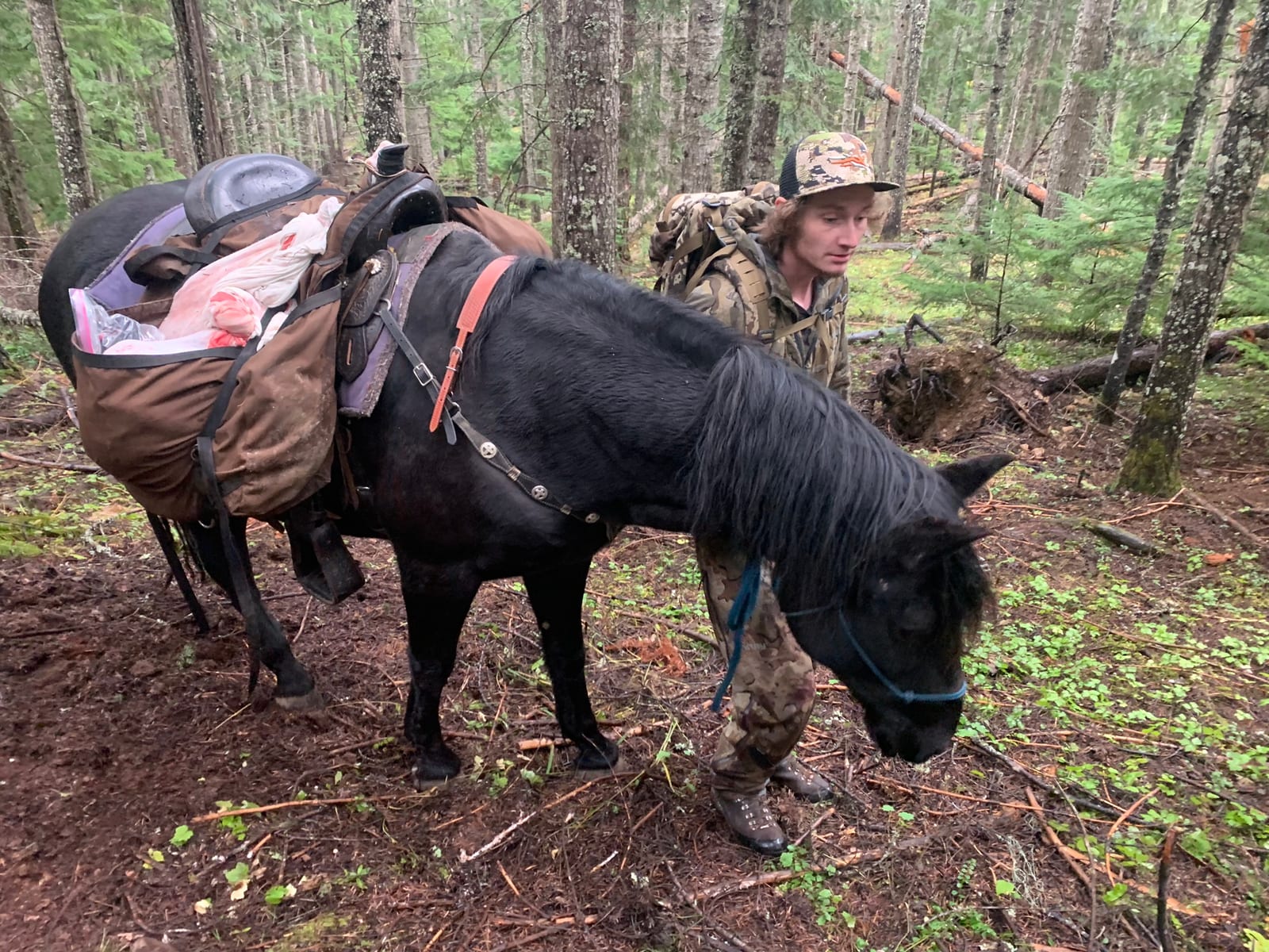 A hunter stands next to a pack horse carrying wrapped game meat in a forest.