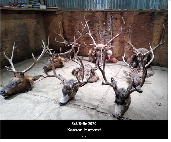 Several harvested elk and mule deer heads with antlers are laid out on a concrete floor.