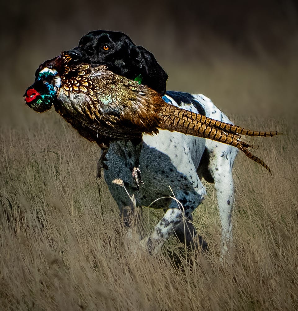 A black and white hunting dog carries a harvested ring-necked pheasant through tall grass.