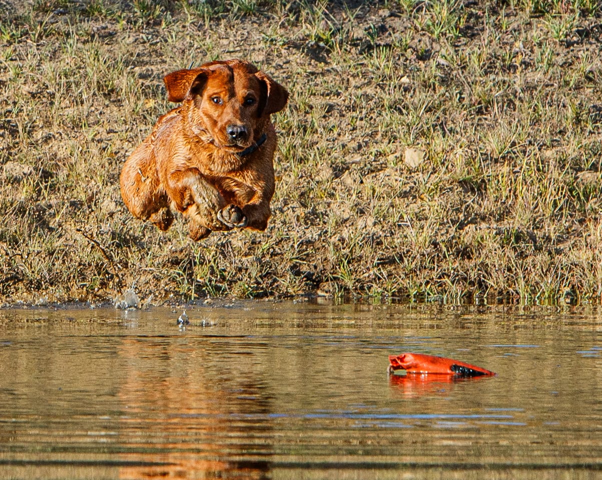 A brown dog jumps into water with a red training dummy floating nearby.