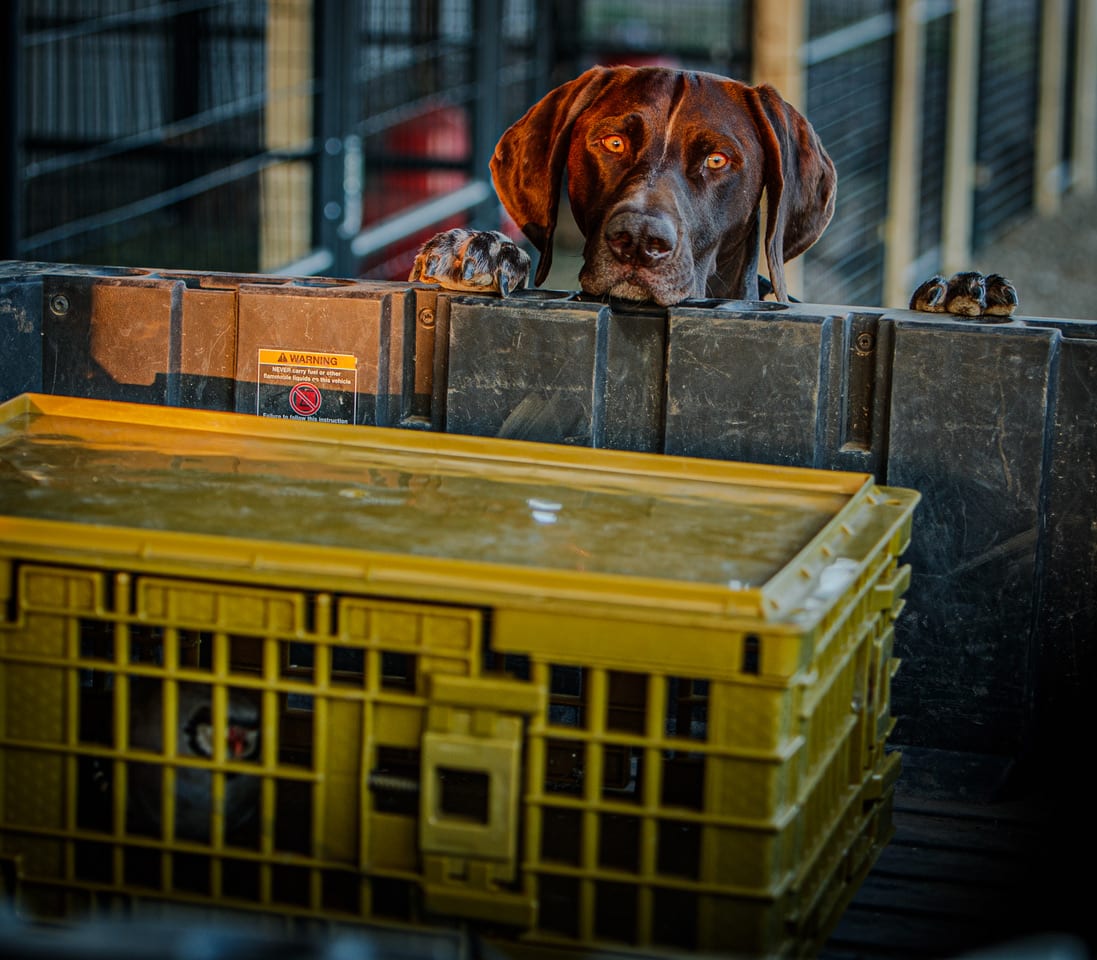 A brown and white dog looks over the edge of a dark container, with a yellow crate in the foreground.