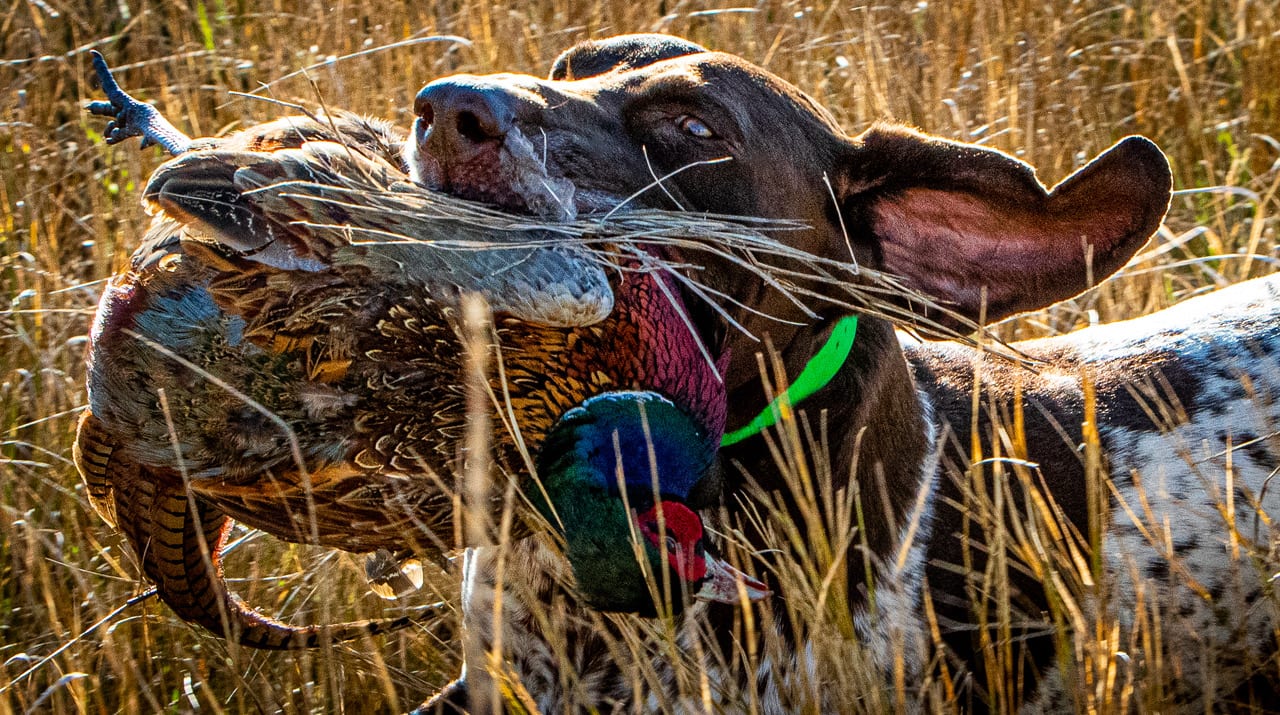 A hunting dog holds a harvested ring-necked pheasant in its mouth in a field.