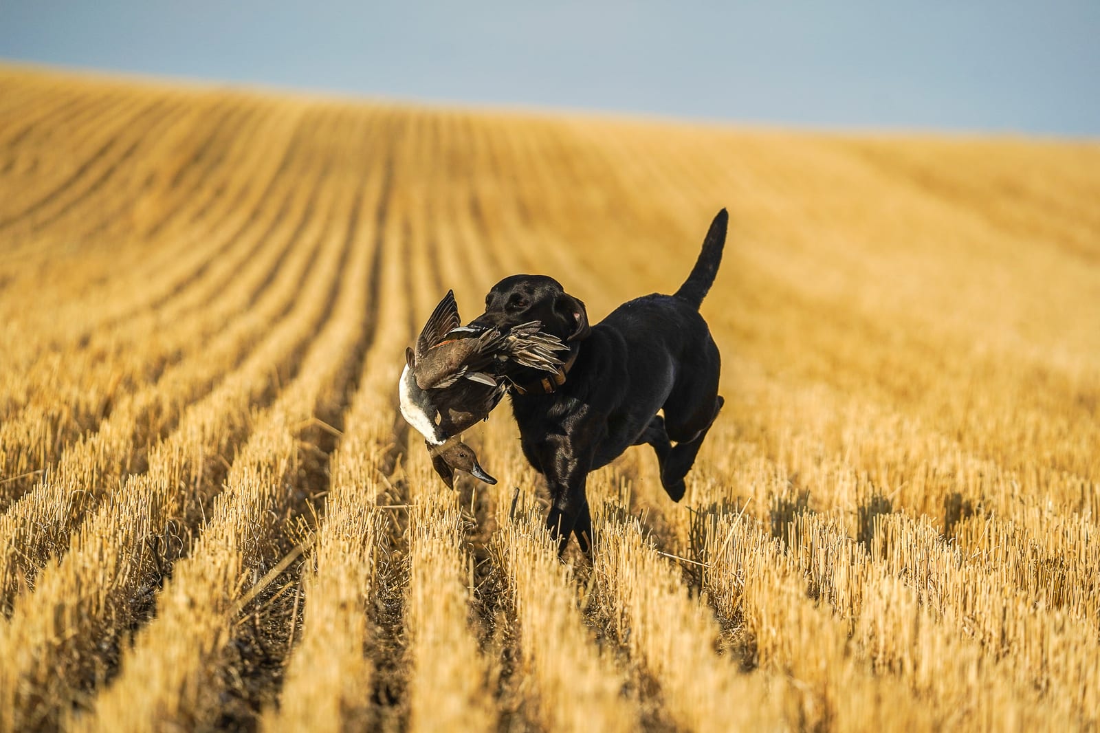 Quail Hunt