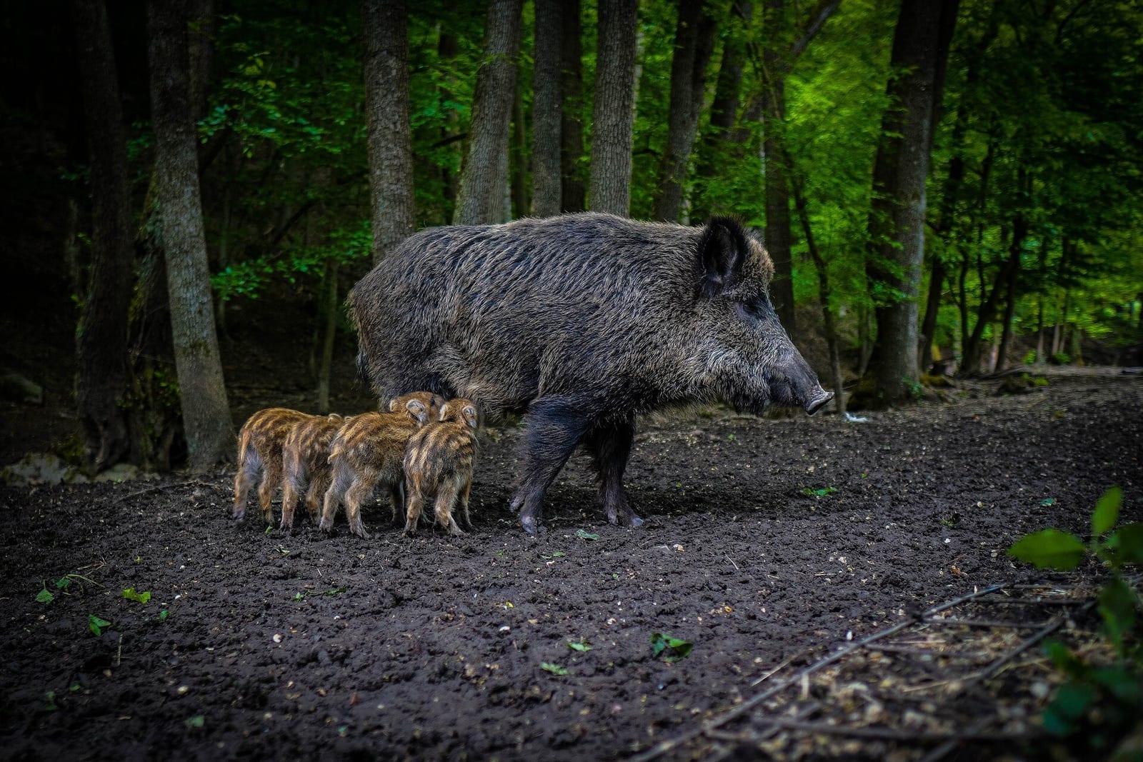 wild-boar-1.jpg