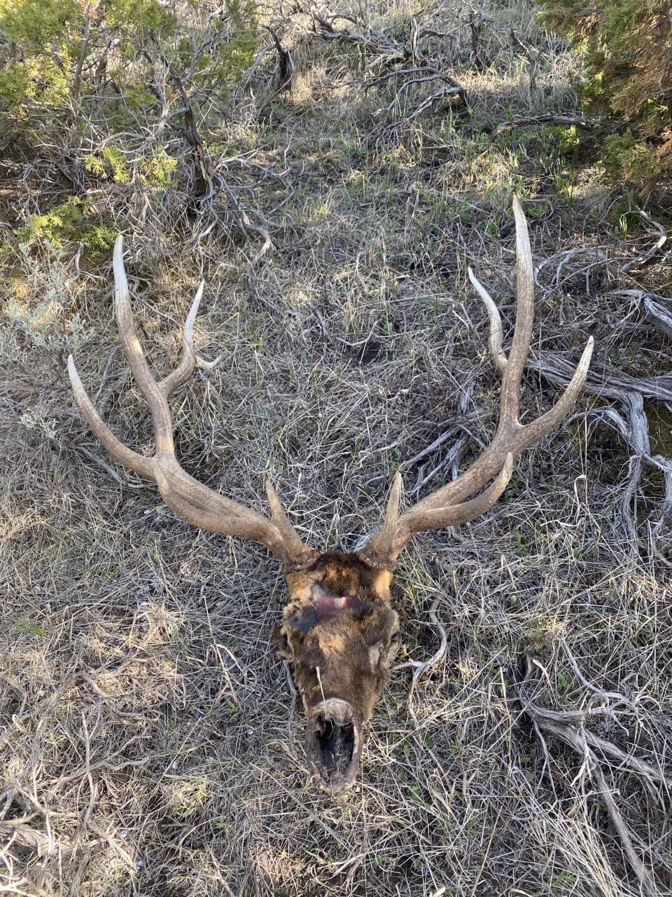 Brett elk head