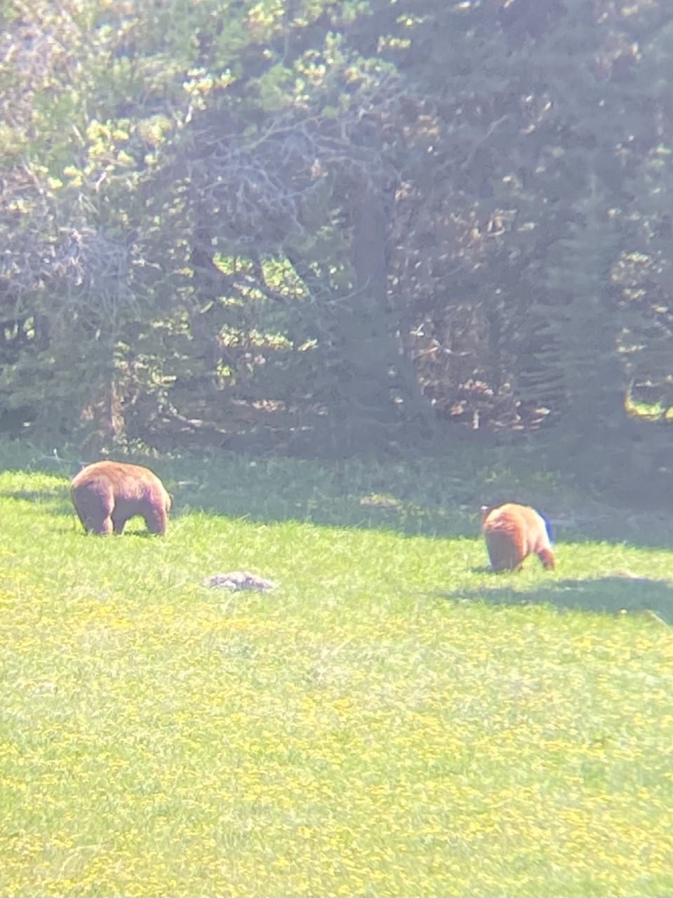 bears in bear meadow