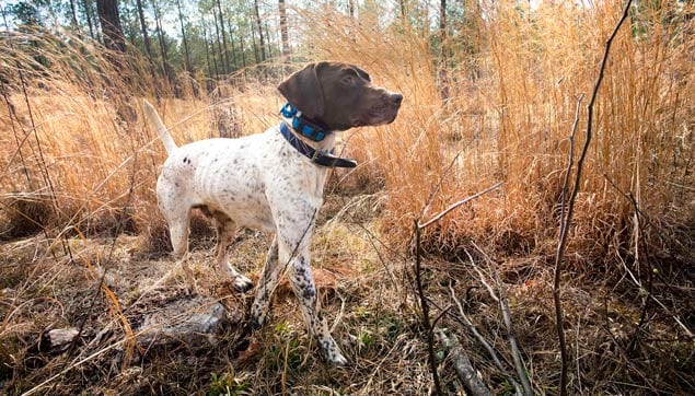 A brown and white hunting dog stands in tall, dry grass.