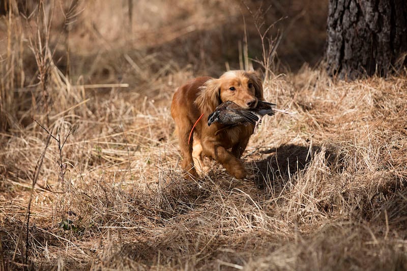 A golden retriever carries a harvested bird through dry grass.