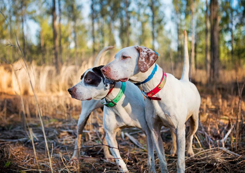 Two hunting dogs, one with brown and white markings and one with white and brown spots, stand in a field with trees in the background.