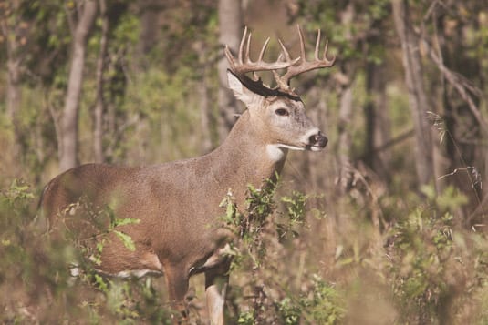 A whitetail deer with antlers stands in a wooded area with brush in the foreground.