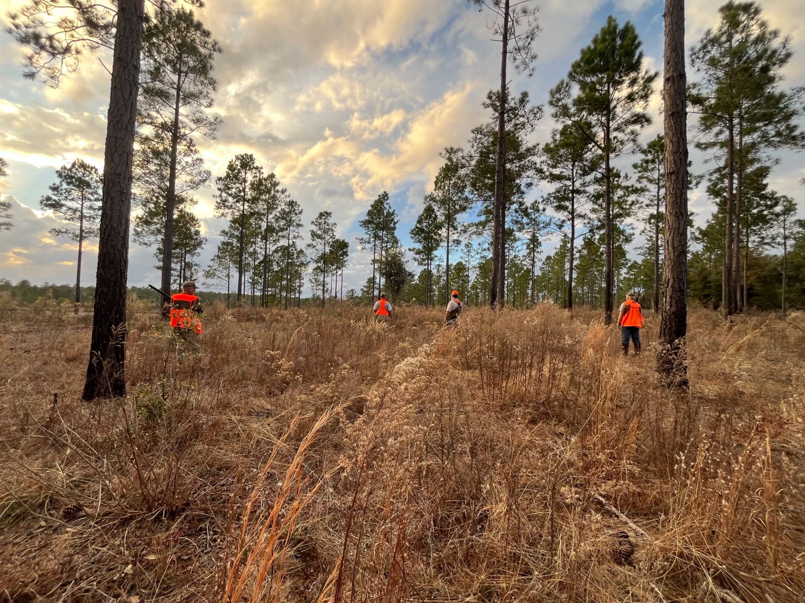 Four people wearing orange safety vests walking through a forest with tall pine trees and dry grass, under a partly cloudy sky during sunset or sunrise.