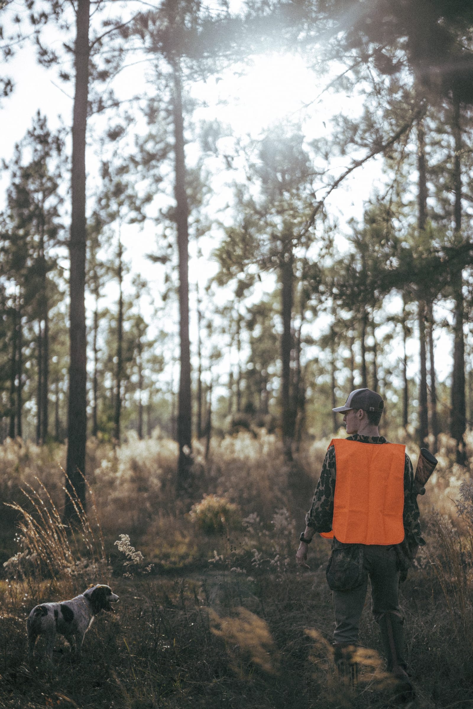 A person in camouflage clothing and a gray cap walking a dog in a forest. The person is wearing an orange safety vest, and the dog is a white and black spotted breed. The forest is sunlit with tall trees and dry grass.