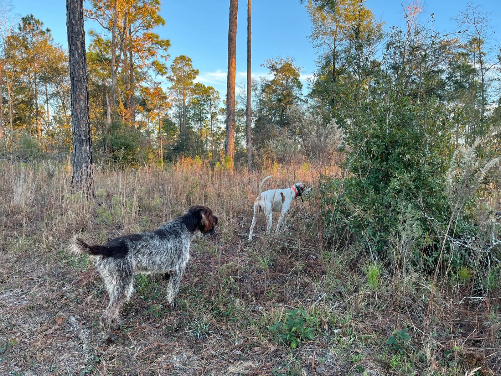 Two dogs outdoors in a wooded area with trees and shrubs during daytime, one black and white and the other white with brown spots.