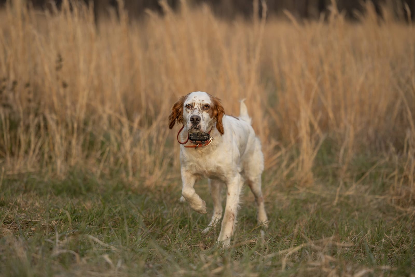 Bring your own bird dog pheasant hunting experience in Tennessee mountain terrain.